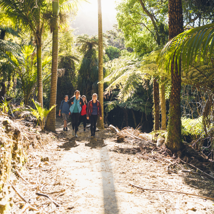 Four people walking through nikau palms on the Queen Charlotte Track.