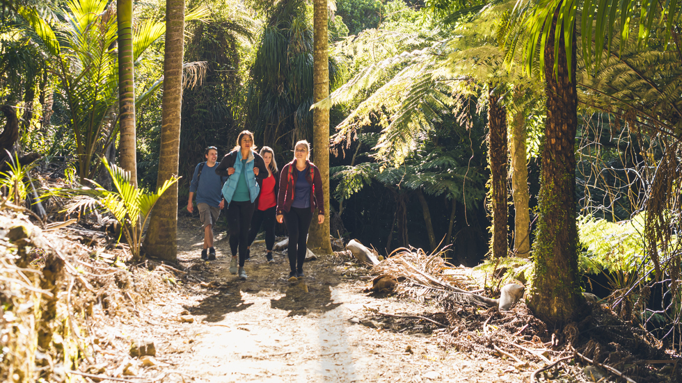 Four people walking through nikau palms on the Queen Charlotte Track.