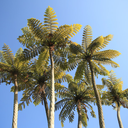 A cluster of native New Zealand tree ferns in the Marlborough Sounds, New Zealand.